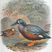 Australian Shoveler